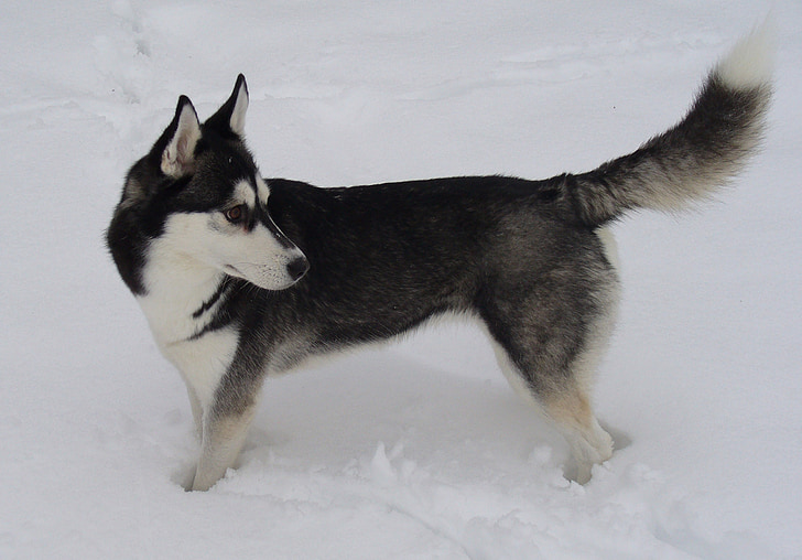 pies, Siberian husky, śnieg