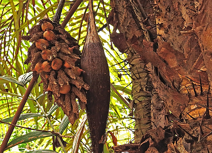 exotické, trny, Brazílie, Amazonka, deštný prales, tropy, kokosové ořechy