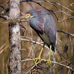 tri-colored heron, bird, nature, wildlife, plumage, feathers, wetland