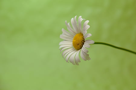 Marguerite, groen, achtergrond, macro, sluiten, natuur, plant
