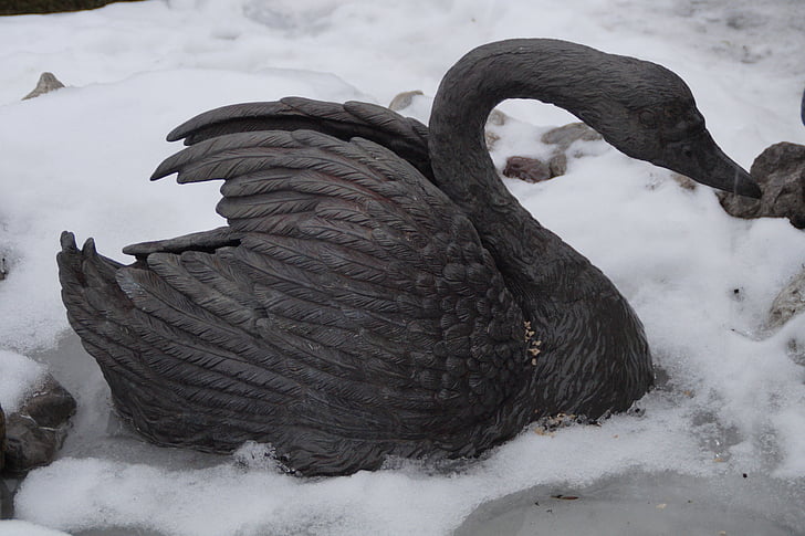 swan, winter, cold, snow, icy, black, black swan