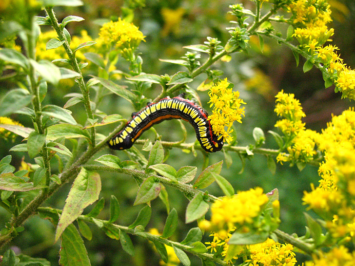 caterpillar, wild flower, spring, yellow, golden, rod, weed