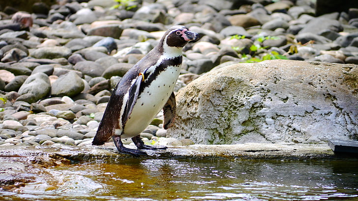pingouin, oiseaux d’eau, nager, Zoo, meeresbewohner, oiseau, nature