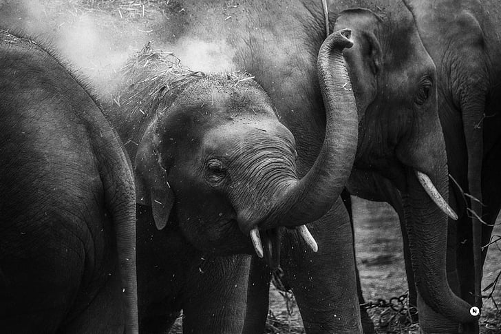 животните, едър план, слон багажника, слонове, бивни, дива природа, слон