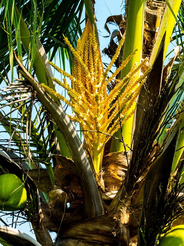 dlaně, Kokosová palma, kokos, palmového květu