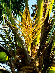 Пальма, Кокосовая пальма, Кокос, цветок пальмы