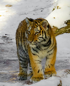 Tiger, tigra cub, mačka, mlade živali, Nürnberg, divje, pozimi
