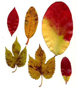 listi, jeseni, dreves, suho, stisnjeni, pisane, barva