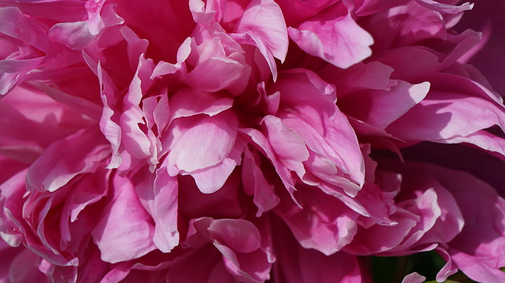 peony, pink, spring, flower, blossom, bloom, nature