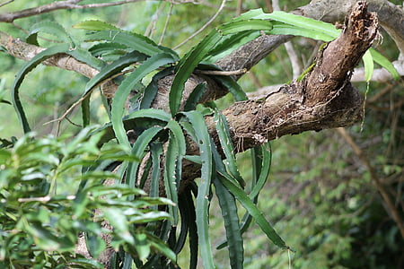 tree, plant, jungle, tribe, epiphyte, succulent, monkey cock