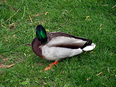 duck, bird, nature, ducks, poultry, plumage, feather