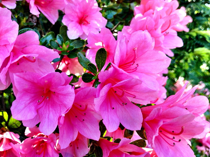 pink, petaled, flowers, garden, pink color, flower, blossom