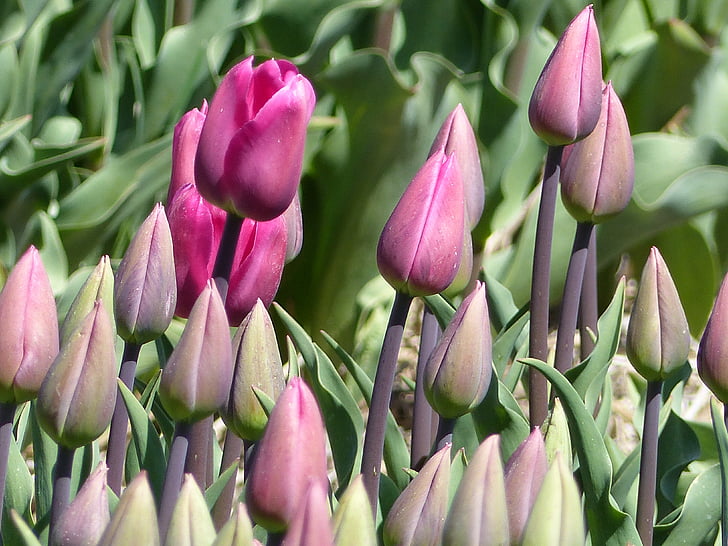tulipani, zatvoriti, roza, Lala, priroda, biljka, cvijet