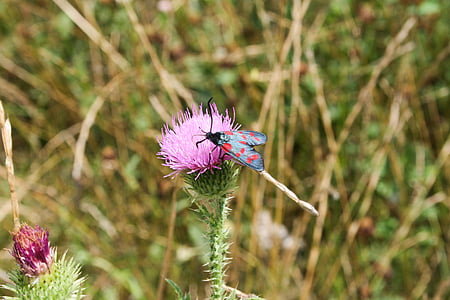 昆虫, 植物, 植物区系, 花, 宏观, 颜色, 飞行的昆虫
