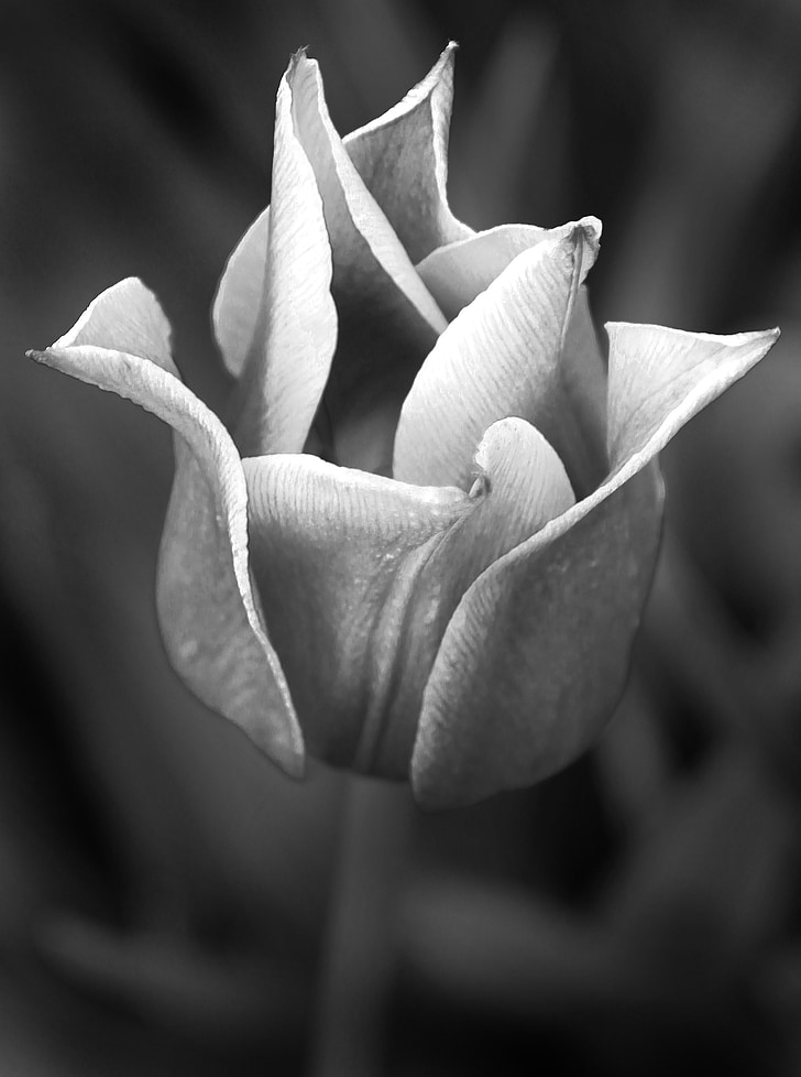 Tulip, planta, flor, blanco y negro