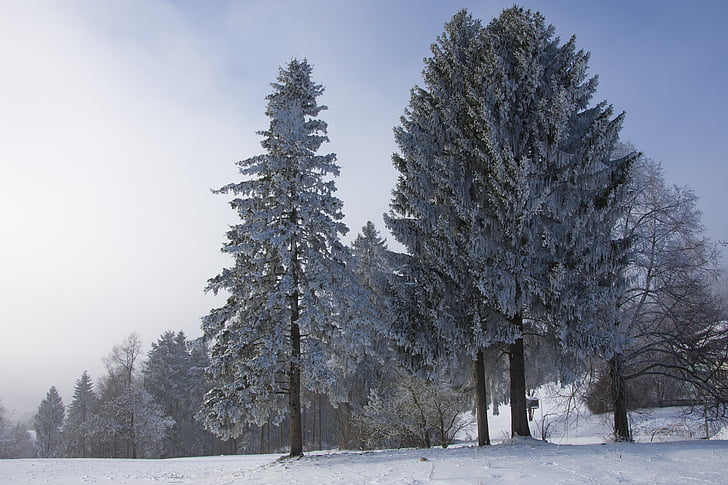 зимни, замразени, зимни, студено, пейзаж, дърво, студена зима