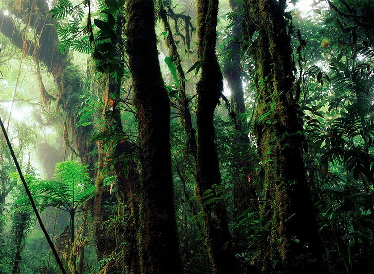 foresta pluviale, umido, vegetazione, foresta, verde, natura, Wilderness