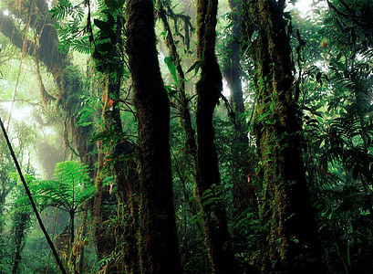deštný prales, vlhké, vegetace, Les, zelená, Příroda, Divočina