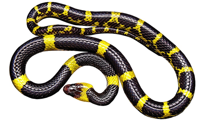 yellow, black, snake, reptile, Black and yellow, white, background