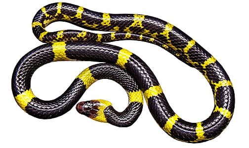 gul, sort, slange, krybdyr, sort og gul, hvid, baggrund