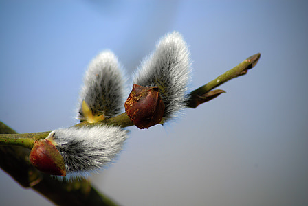 spring, cats, willow, messengers of spring, flowering, blue sky, signs of spring