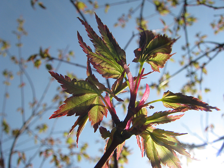 proljeće, Japanski javor, lišće, list, nebo, priroda, zelena