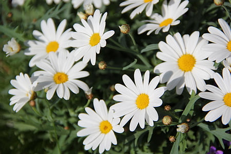 daisies, flowers, plant, white, yellow, bloom, marguerite