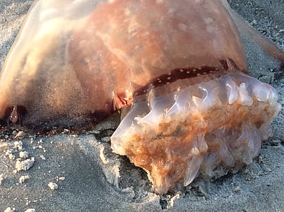 cannonball jellyfish, gills, beach, ocean life, sea-life, tails