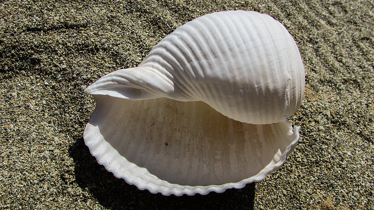 Shell, Beach, tenger, homok, nyári, természet, állati shell
