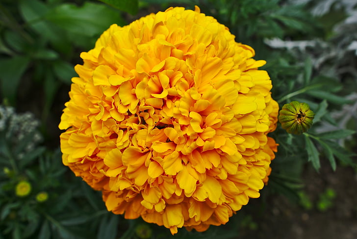 yellow flower, blossom, yellow flowers, nature, summer