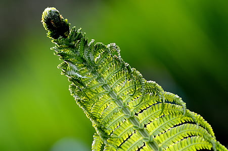 fern, flower, nature, plant, the delicacy, macro, the stem