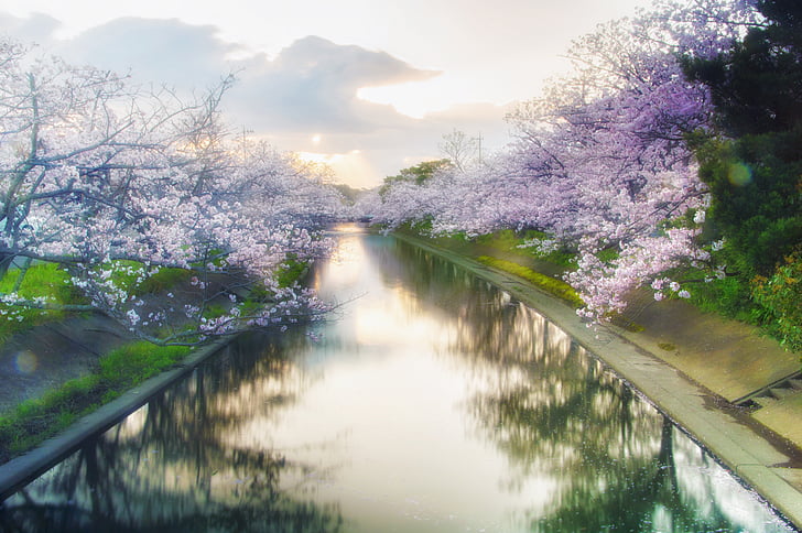 Japão, cereja, árvore de cerejeira Yoshino, flores, Primavera, -de-rosa, madeira