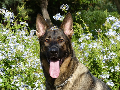 animal, close-up, dog, german shepherd, pet, tongue