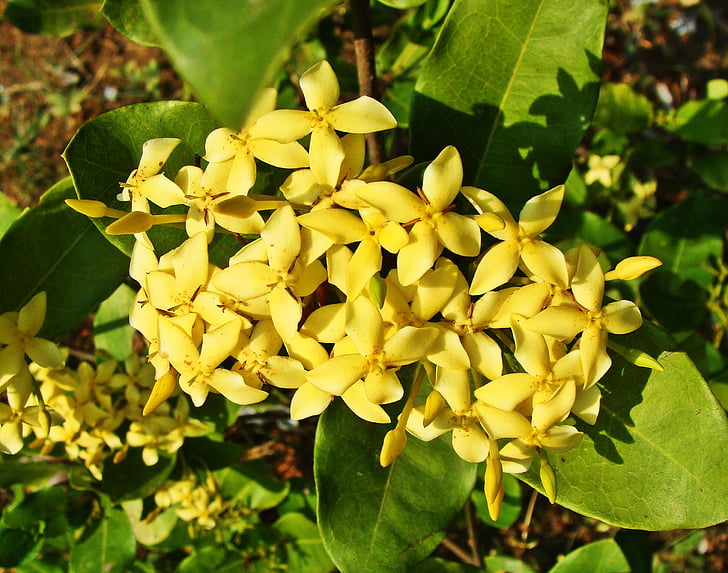 Ixora, amarillo, flor, Karwar, Karnataka, India