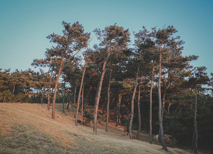 woods, pine tree, the wild, the outskirts, film