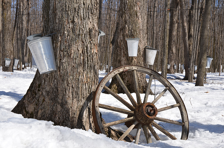 maple syrup, tree, maple, syrup, sap, sugar, spring