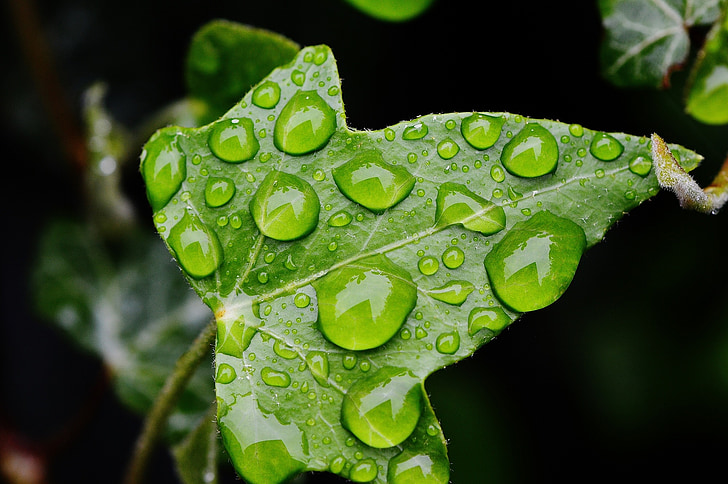 ivy, nature, drip, ivy leaf, climber, green, drop of water