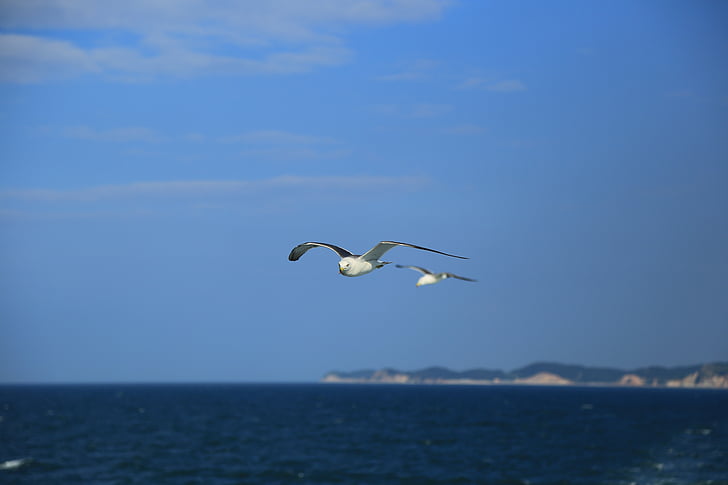 seagull, nature, animal