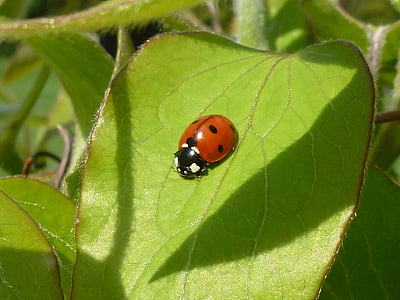 ladybug, leaf, beetle, red dots, lucky charm, insect, nature