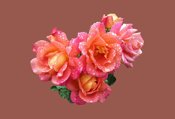 Róża, fioletowy, płatki, tło, na białym tle, różowy, pomarańczowy