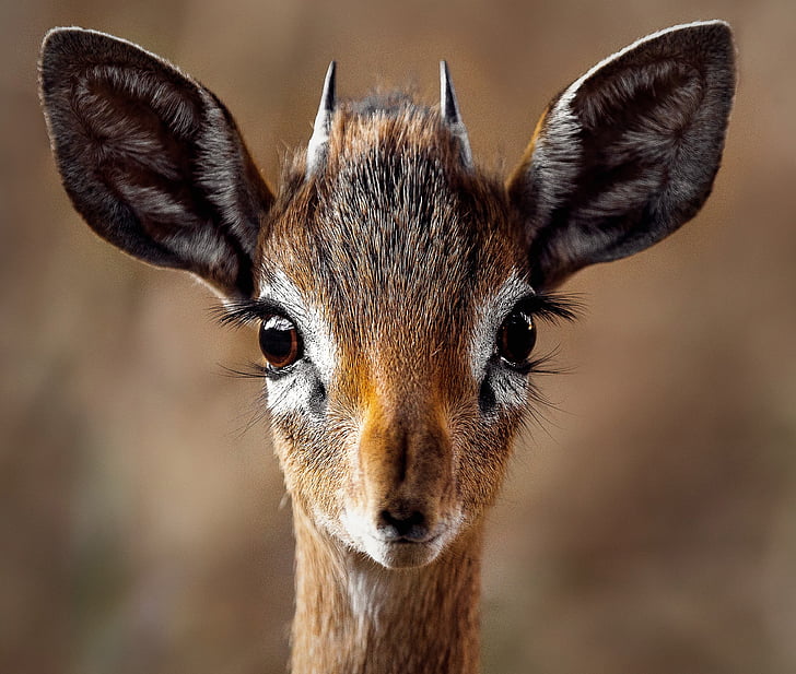 animal, antelope, close-up, cute, deer, dik-dik, fur