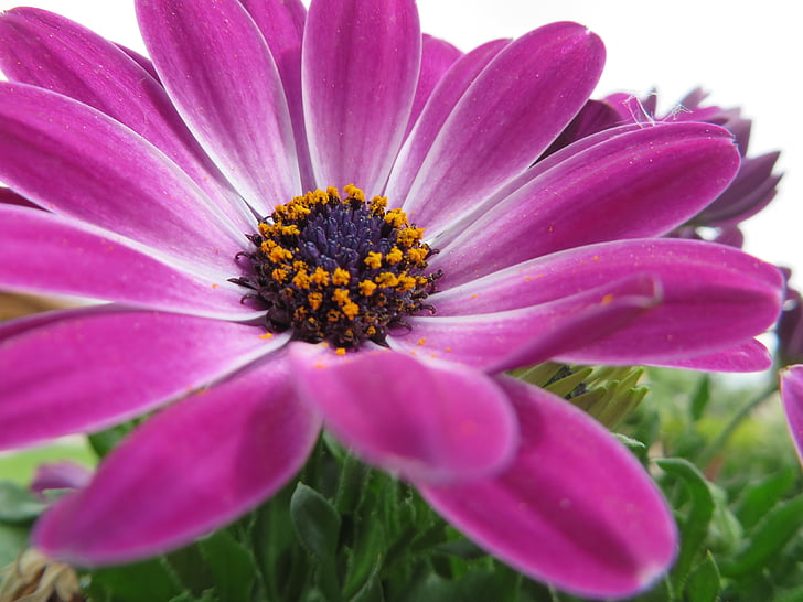 Gerbera, kukka, vaaleanpunainen, Luonto, kasvi, kevään, Daisy