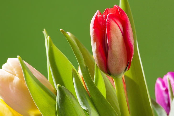 tulipaner, bukett, våren, makro, fargerike, natur, blomster