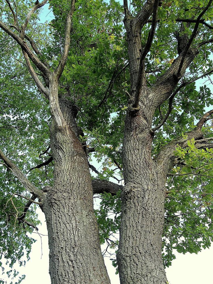 Altenbrak, Double oak, Quercus, albero, tronco, pianta, botanica