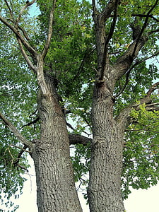 Altenbrak, doble roble, Quercus, árbol, tronco, planta, Botánica