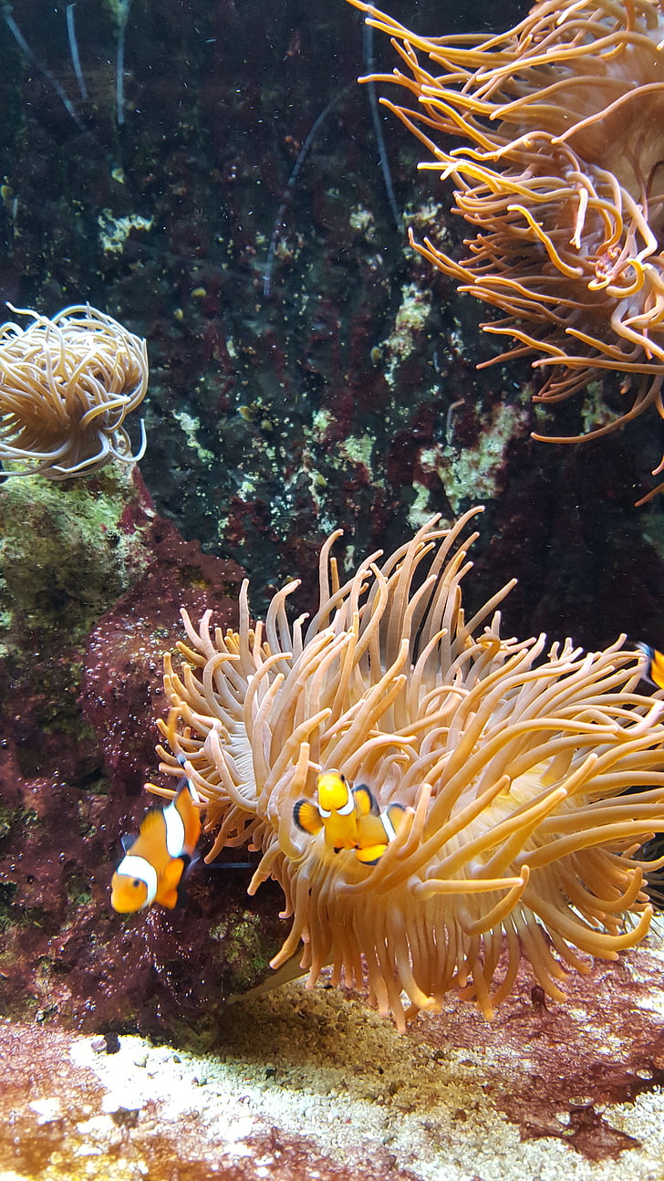 poisson clown, Nemo, poisson, sous l’eau, Aquarium, Créature :, meeresbewohner