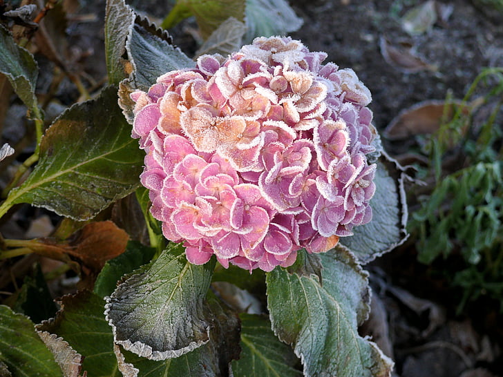 Hortensia, talvel, külmutatud, Zing, tõusis, loodus, taim