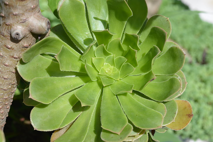 zelené rostliny, Uttarakhand, Indie