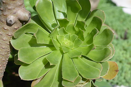 grüne Pflanze, Uttarakhand, Indien