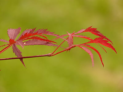 Fan maple, Maple, merah, tanaman hias, pohon, Bush, cabang